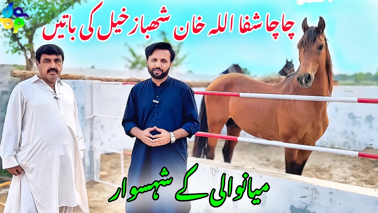 Shahbazkhail Walun ka Shoq || Horses in Mianwali