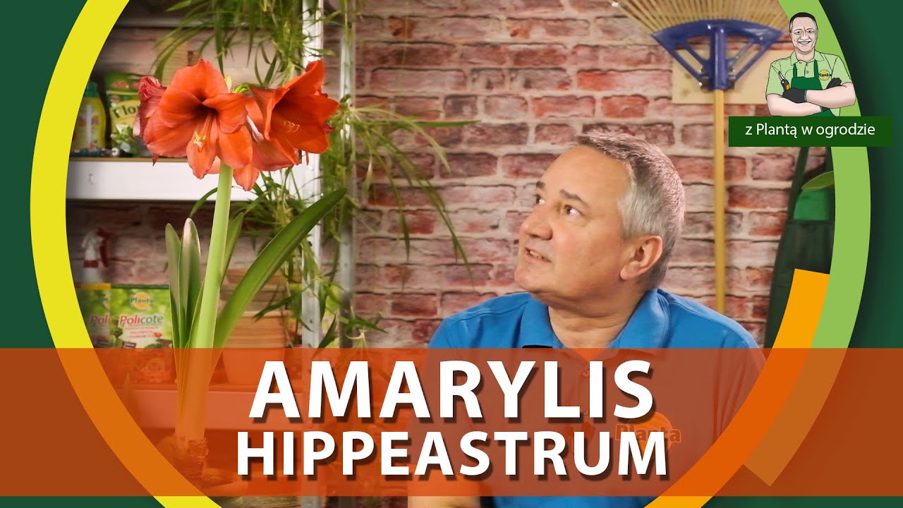 Jak sadzić hippeastrum / amarylisa - Z PLANTĄ W OGRODZIE