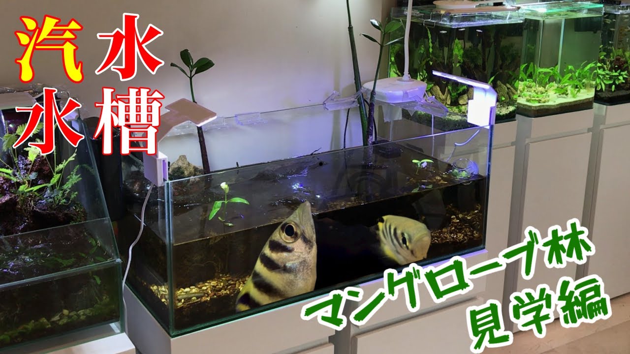 【熱帯魚水槽/アクアリウム】汽水水槽の参考になるかとマングローブ林を散策したらヤバい生物に遭遇/トビハゼ、テッポウウオ、ハオコゼ、など8種類の生物が混泳、やっぱり楽しい汽水水槽