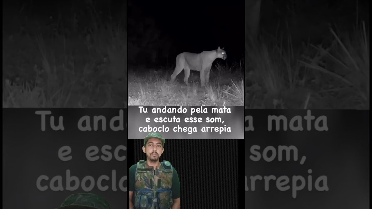 CONHEÇA O SOM DA ONÇA PARDA
