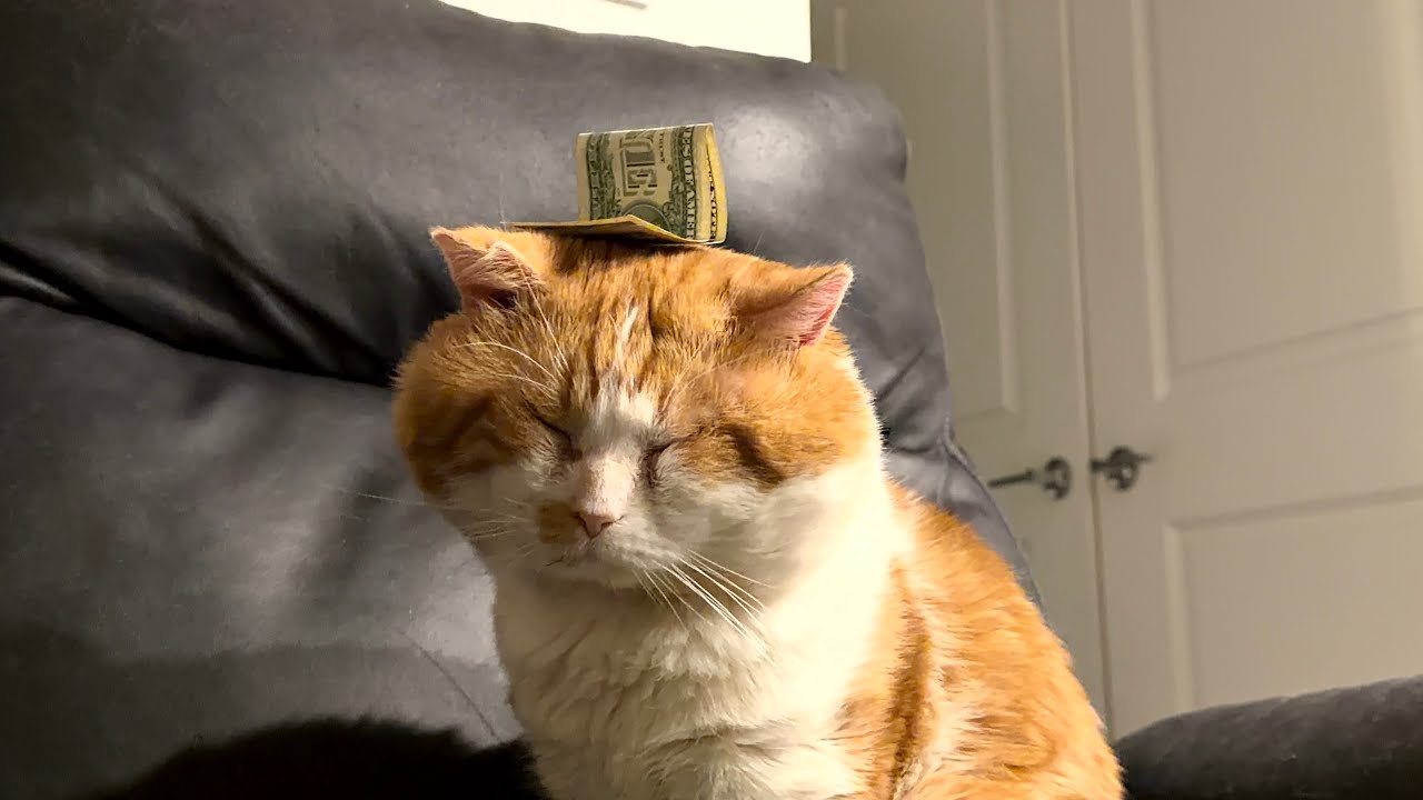Money hat