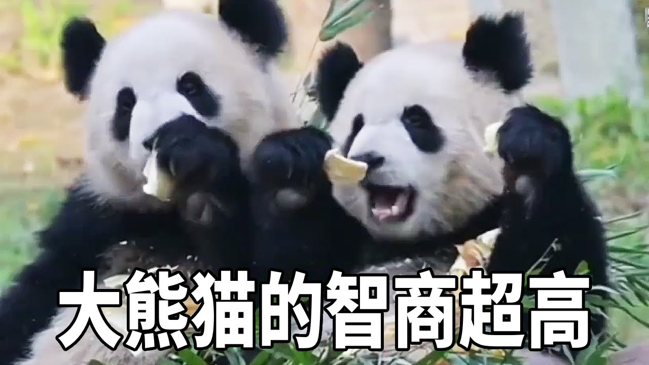 渝可渝爱的智商真的超高，有能力又善于用脑！看它们征服吊绳玩具的整个过程，不得不佩服它们的智商～【你好大熊猫】