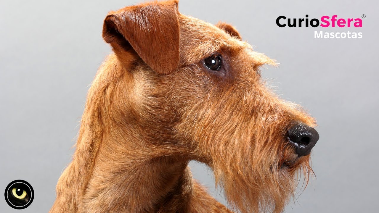 Raza IRISH TERRIER 🐕 Razas de Perro 🐕 CARÁCTER del Irish Terrier