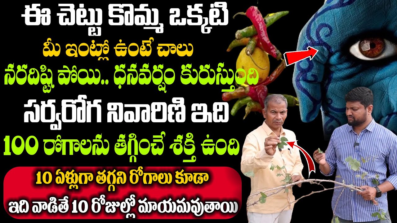 ఈ చెట్టు కొమ్మ ఒక్కటి మీ ఇంట్లో ఉంటే చాలు నరదిష్టి పోయి.. ధనవర్షం కురుస్తుంది | Naradisti | Manamtv