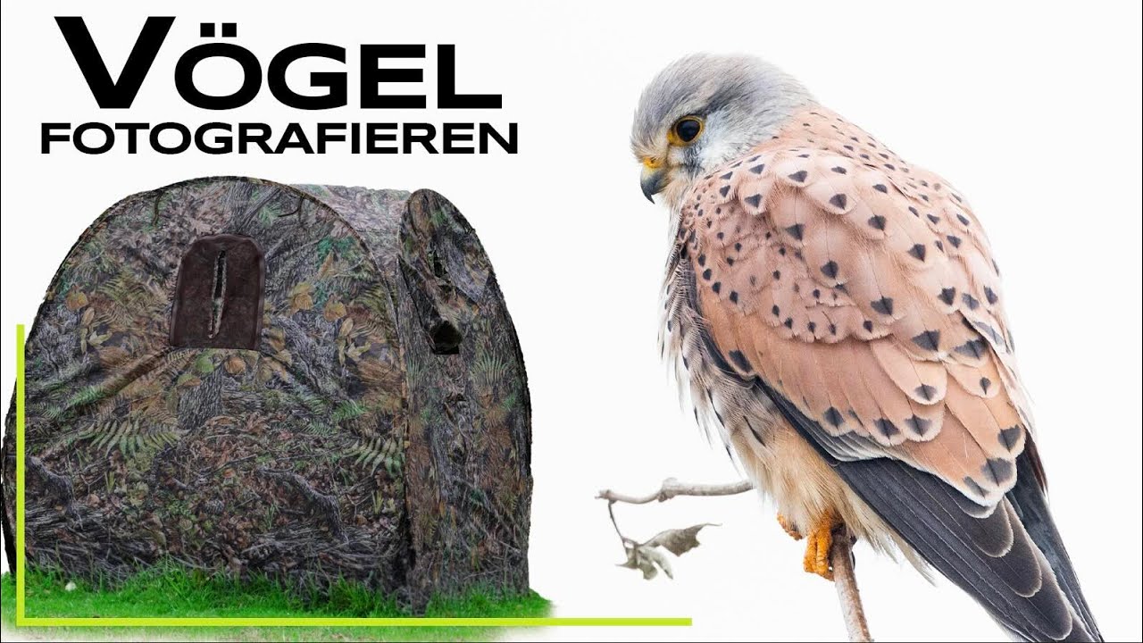 Getarnt V&ouml;gel fotografieren - Naturfotografie / Tierfotografie