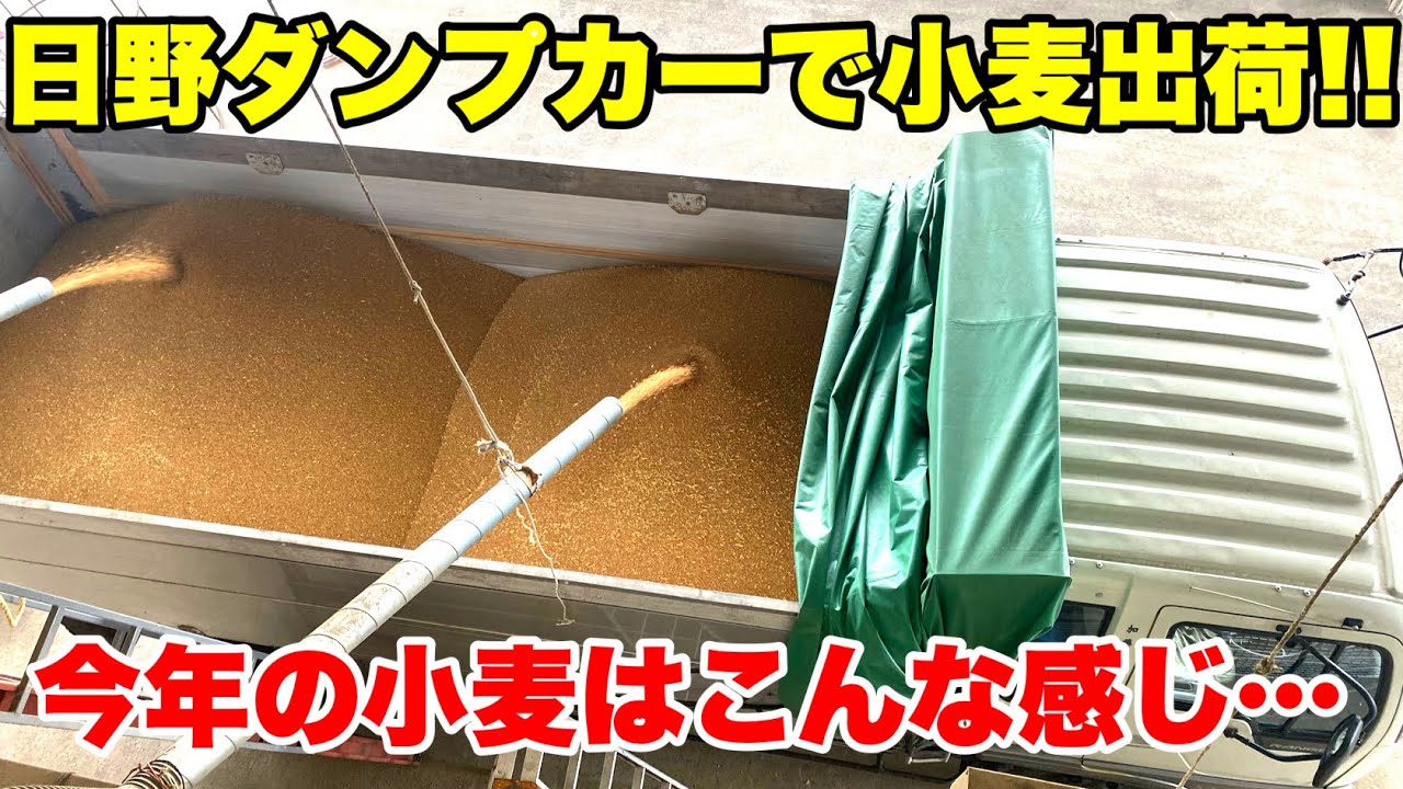 【出荷】日野ダンプカーで自家乾燥した小麦を出荷!!乾燥機からどんどん排出!!2021