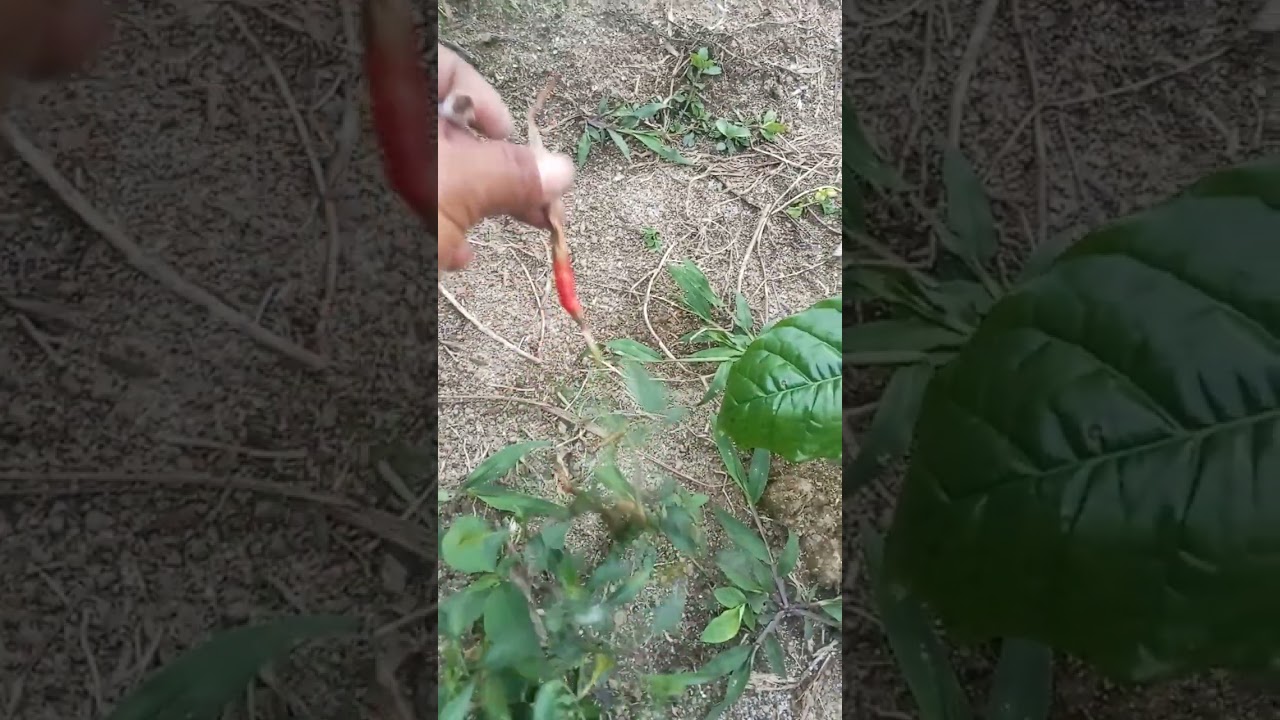 Ini isi dari kebun saya ya gais, ikuti terus chanel saya biar lebih semangat untuk ngoten