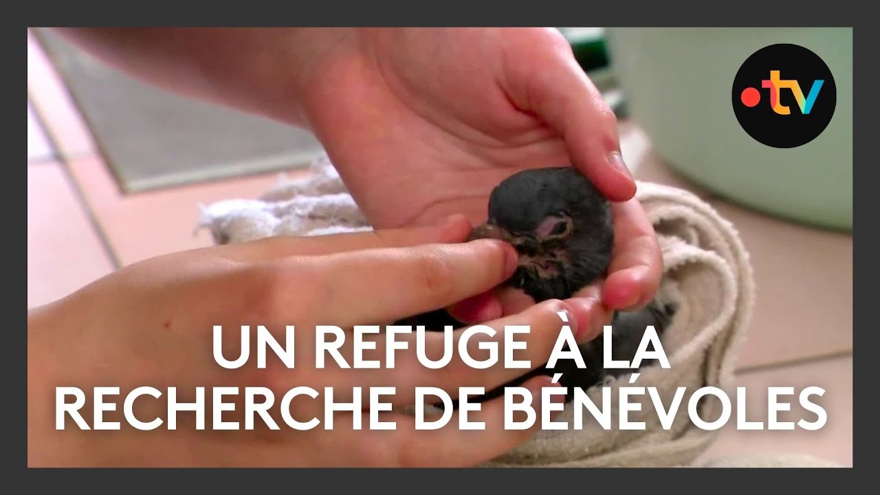 Un refuge d'animaux sauvages à la recherche de bénévoles