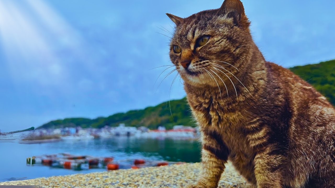 Путешествие на остров кошек в Японии! 🐈 Айносима, Фукуока (2024)