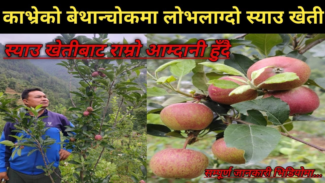 काभ्रेको बेथान्चोकमा लोभलाग्दो स्याउ खेती || Apple farm in Bethanchok @KrishiSandesh #कृषि_सन्देश