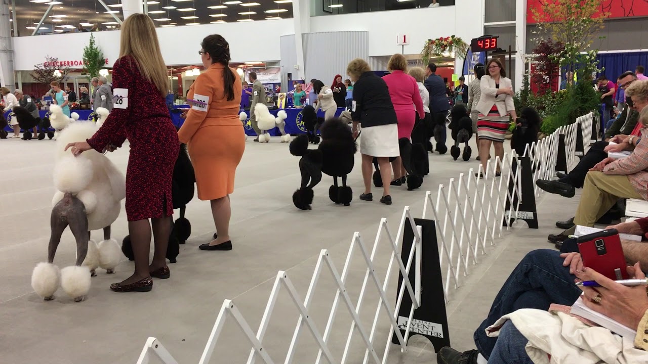 Poodle Club of America 2017 BOV for Standard Poodles Line-Up