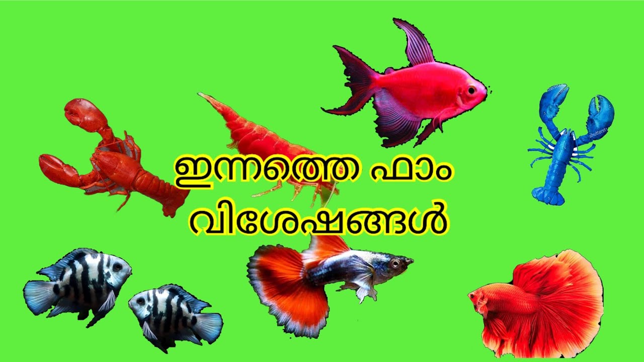 ഇന്നത്തെ ഫാം വിശേഷങ്ങൾ 
