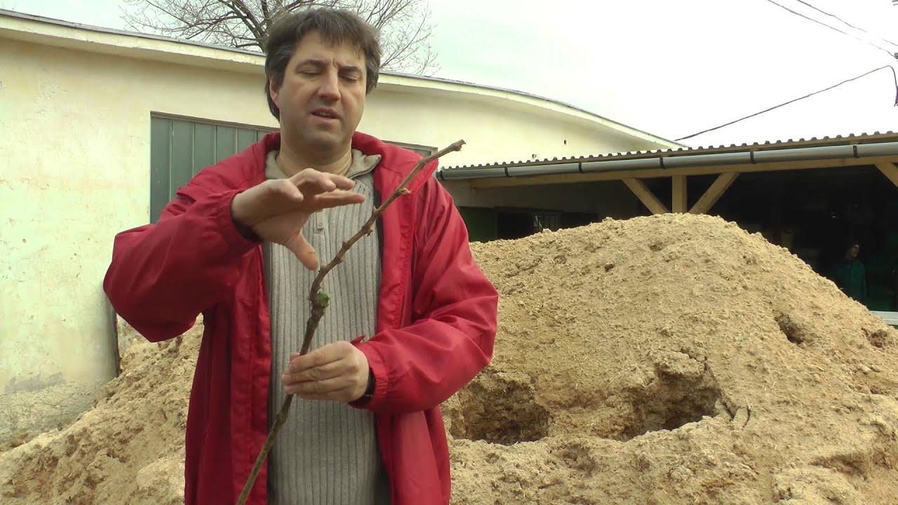 A szőlő gyökeres oltvány részei és minősítése (Lefler Péter)