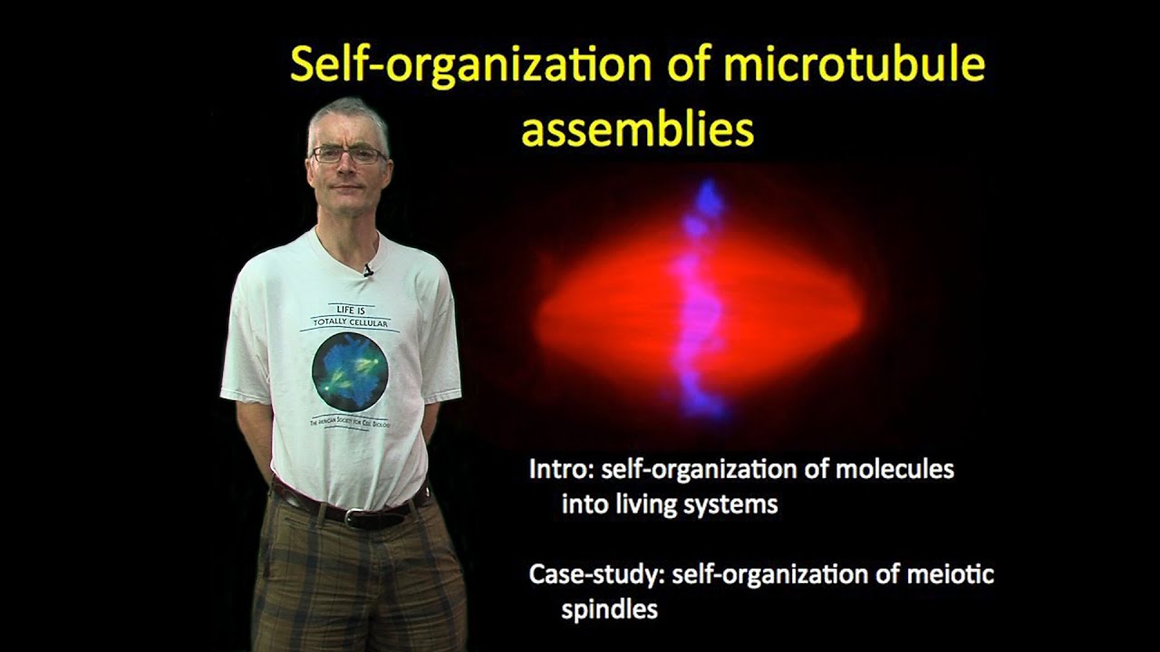 Tim Mitchison (Harvard) Part 1: Self-organization of microtubule assemblies