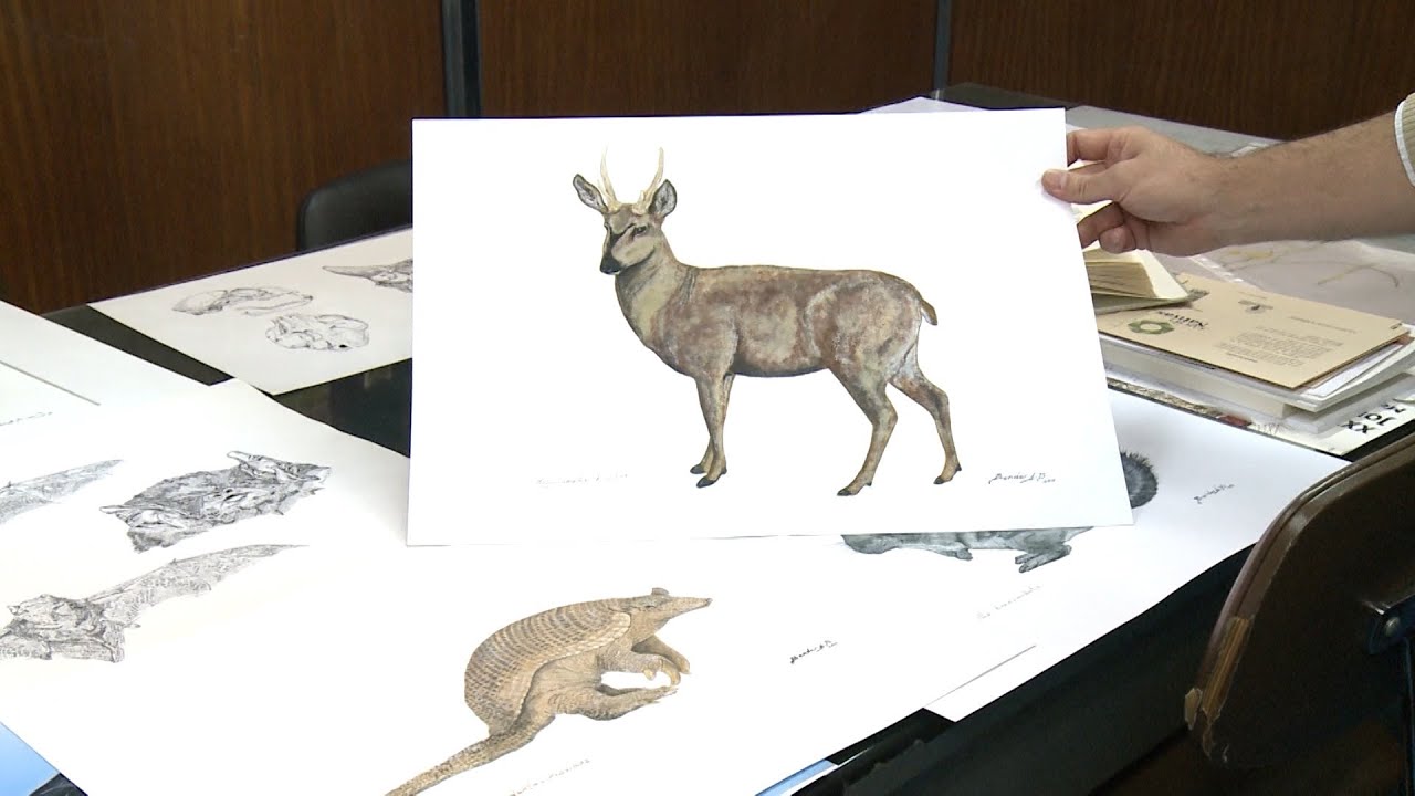 Ilustración científica en el CONICET