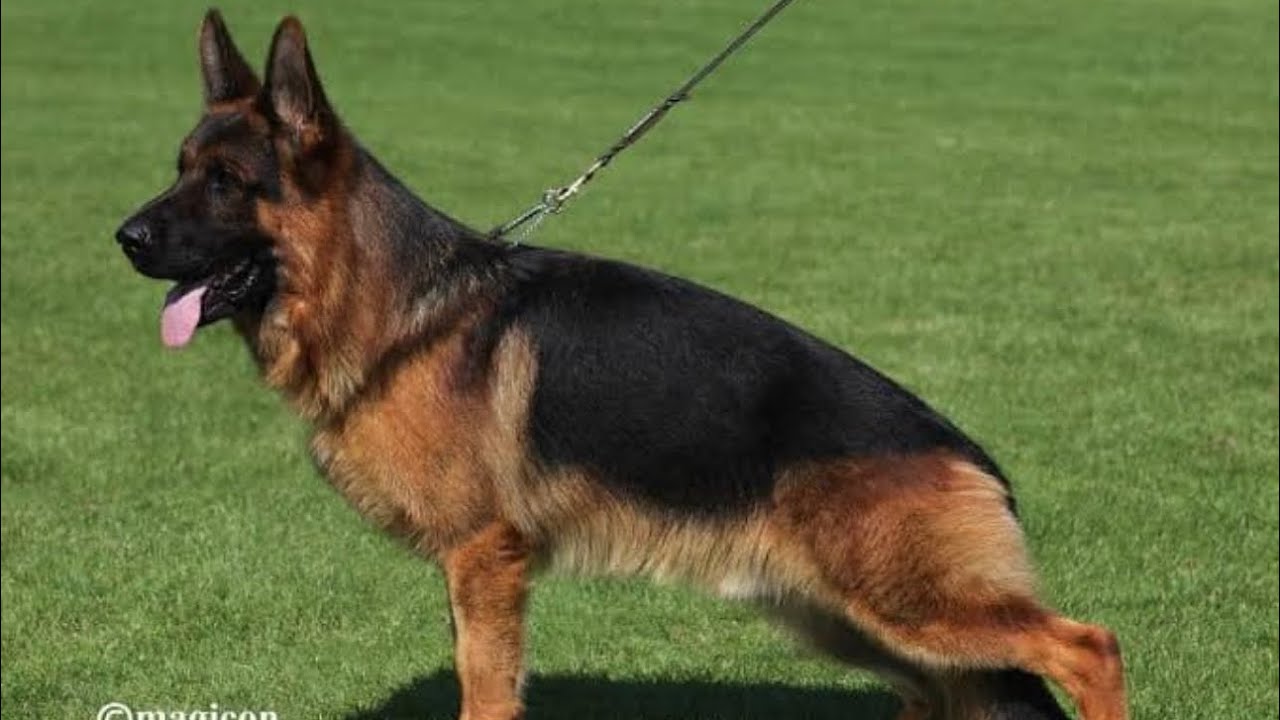 VA RENO VON ANGELIUS TEAM 🔝🔥✔️ #foryou #germanshepherd #dog #viral #doglover #pets #fyp
