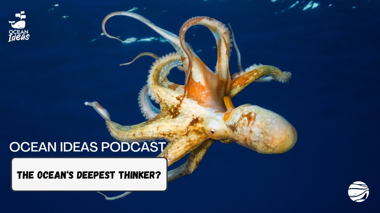 Ocean Ideas | EP 31 | The Ocean's Deepest Thinker?