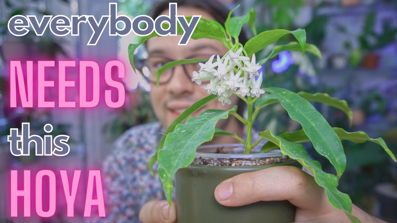 Everybody Needs This Hoya