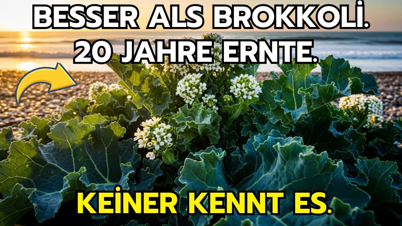 Besser als Brokkoli und Orange zusammen. Wächst 20 Jahre. Warum kennt es niemand?