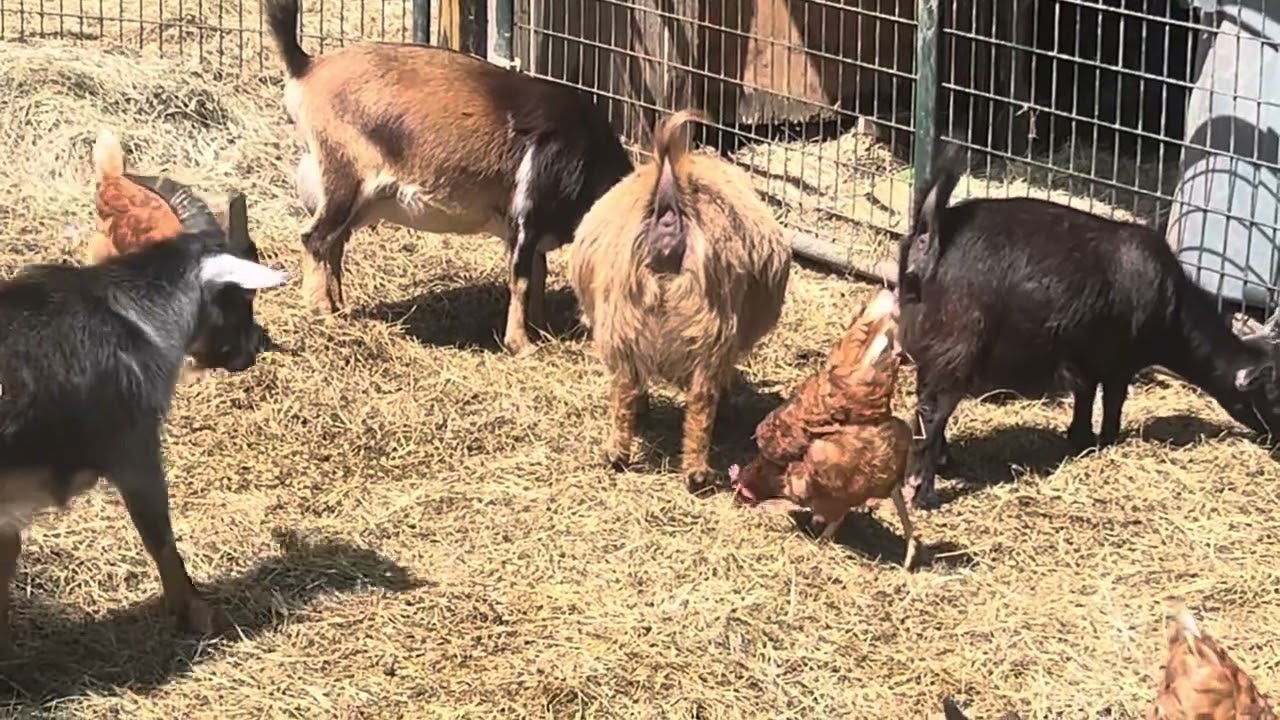 Another day on the homestead …. #babygoats #lifeonthefarm #homesteading #homesteaders