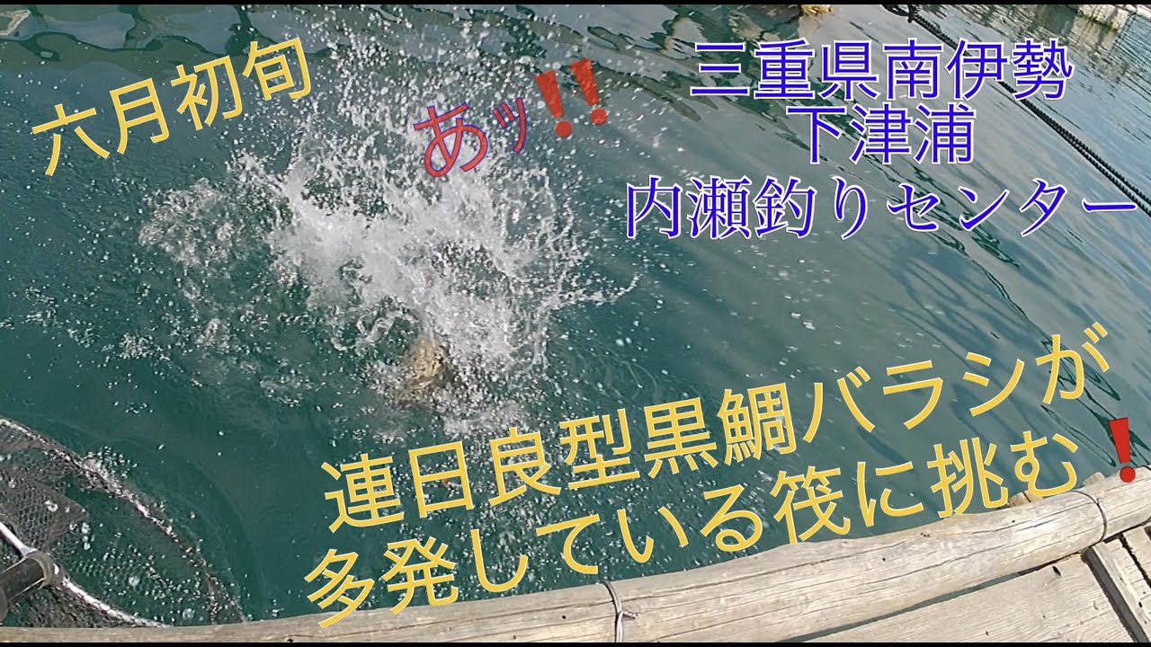 【内瀬釣りセンター】下津浦　６月初旬三重県南伊勢　大型黒鯛バラシ多発エリアで良型チヌ連発！  釣り旅車中泊だいちゃんねる
