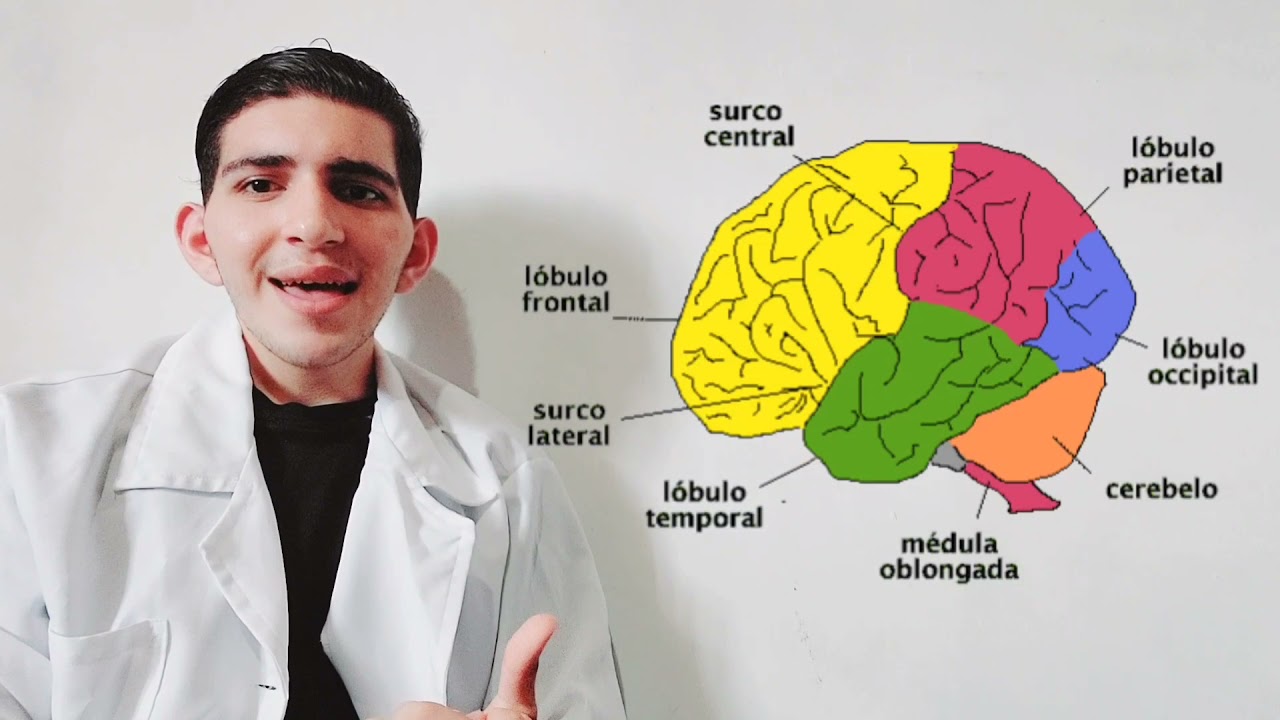 #31 | Anatomofisiolog&iacute;a de la corteza cerebral, funciones cumplidas por &aacute;reas corticales espec&iacute;ficas