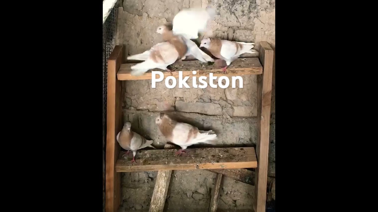 #shortsvideo #pigeon #golekabutar #kabootar #golekabuter#golubi#birds #golekabootar#kabutar#golebazi