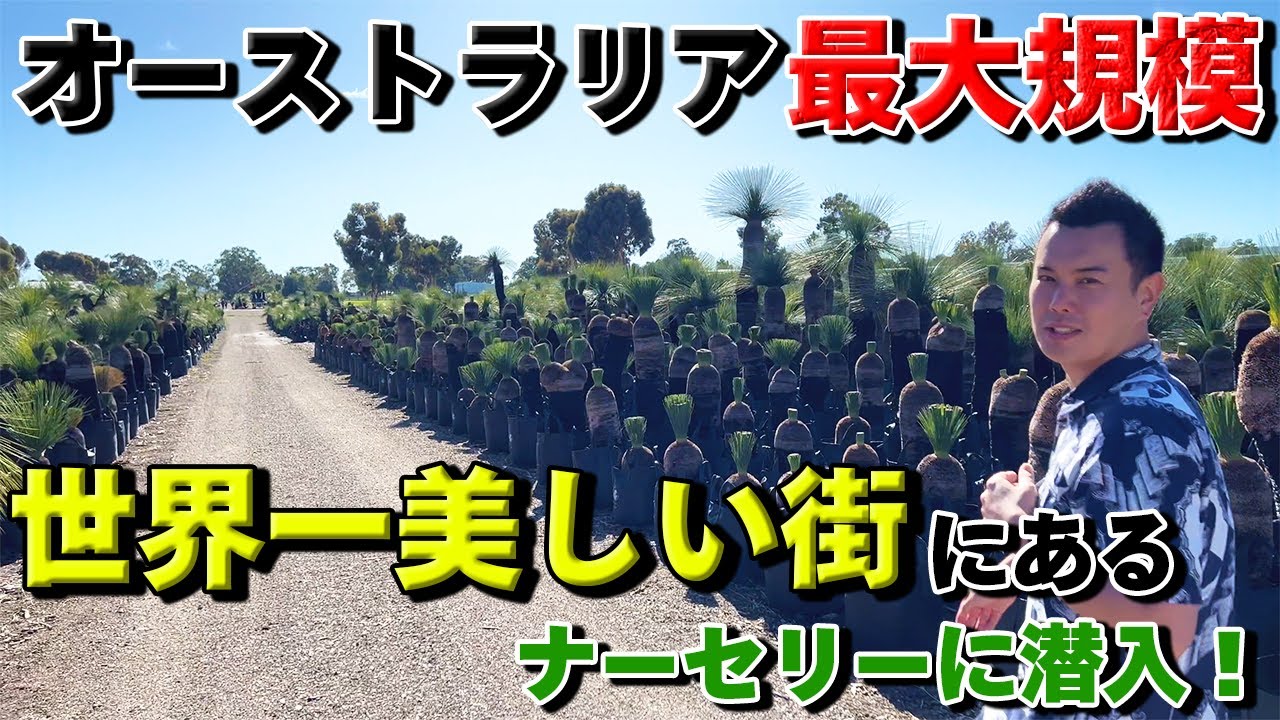 【クサントロエア】オーストラリア・パースにある超巨大ブラックボーイ（グラスツリー）ナーセリーに行ってきた！！【プレイシー】
