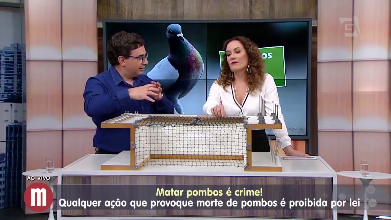 Biólogo dá dicas de como se livrar dos pombos