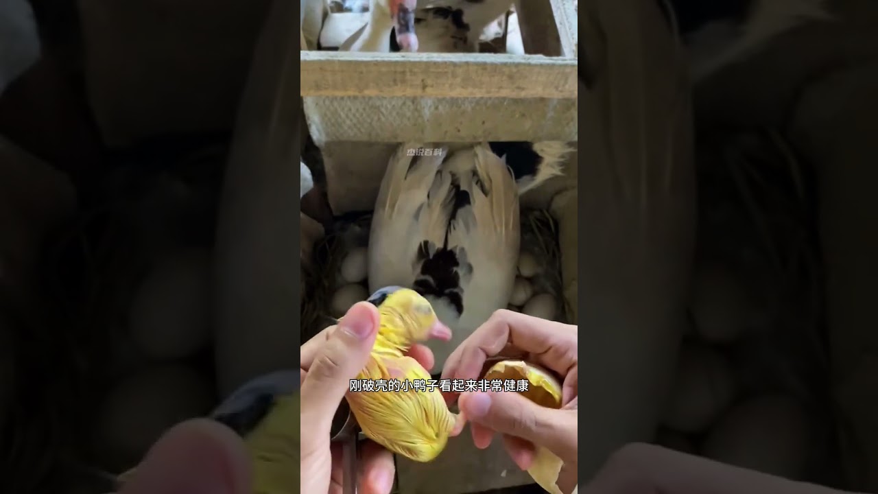 主人檢查即將孵化的鴨蛋 #神奇動物在抖音 #奇妙的動物 #動物的迷惑行為 #人工孵化