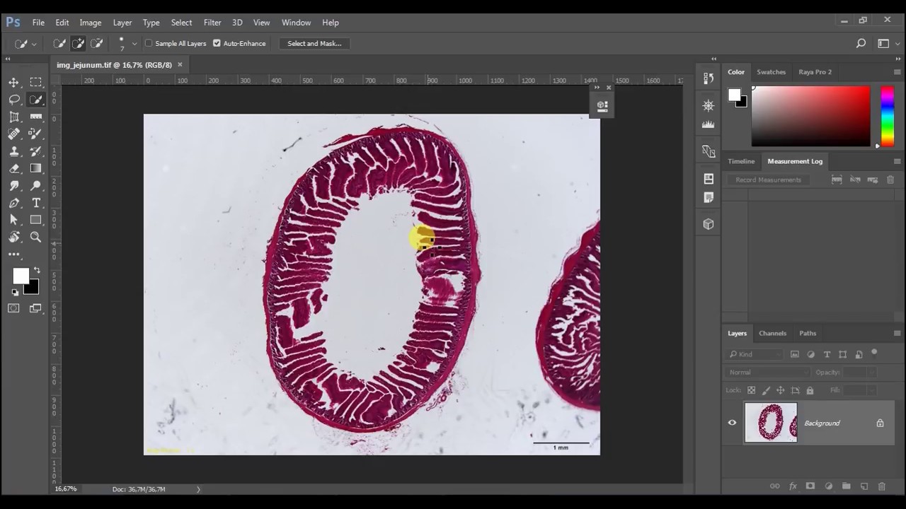 Intestine morphometric measurements with Adobe Photoshop