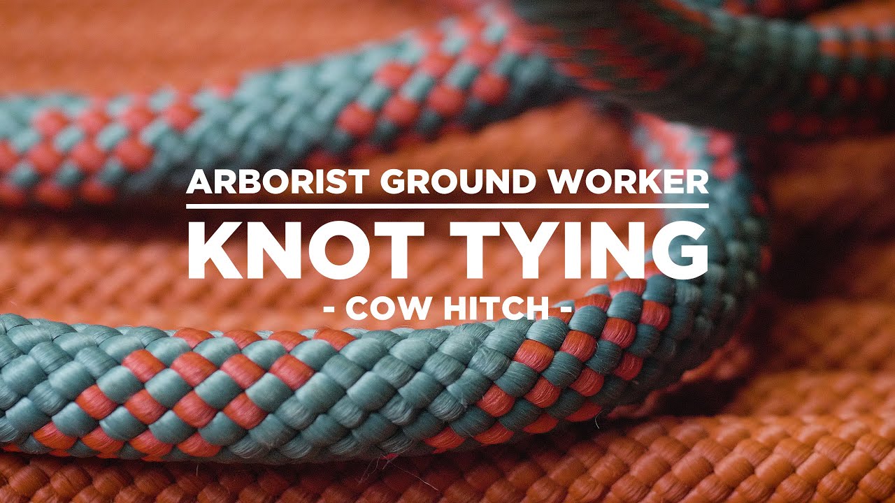 Cow Hitch