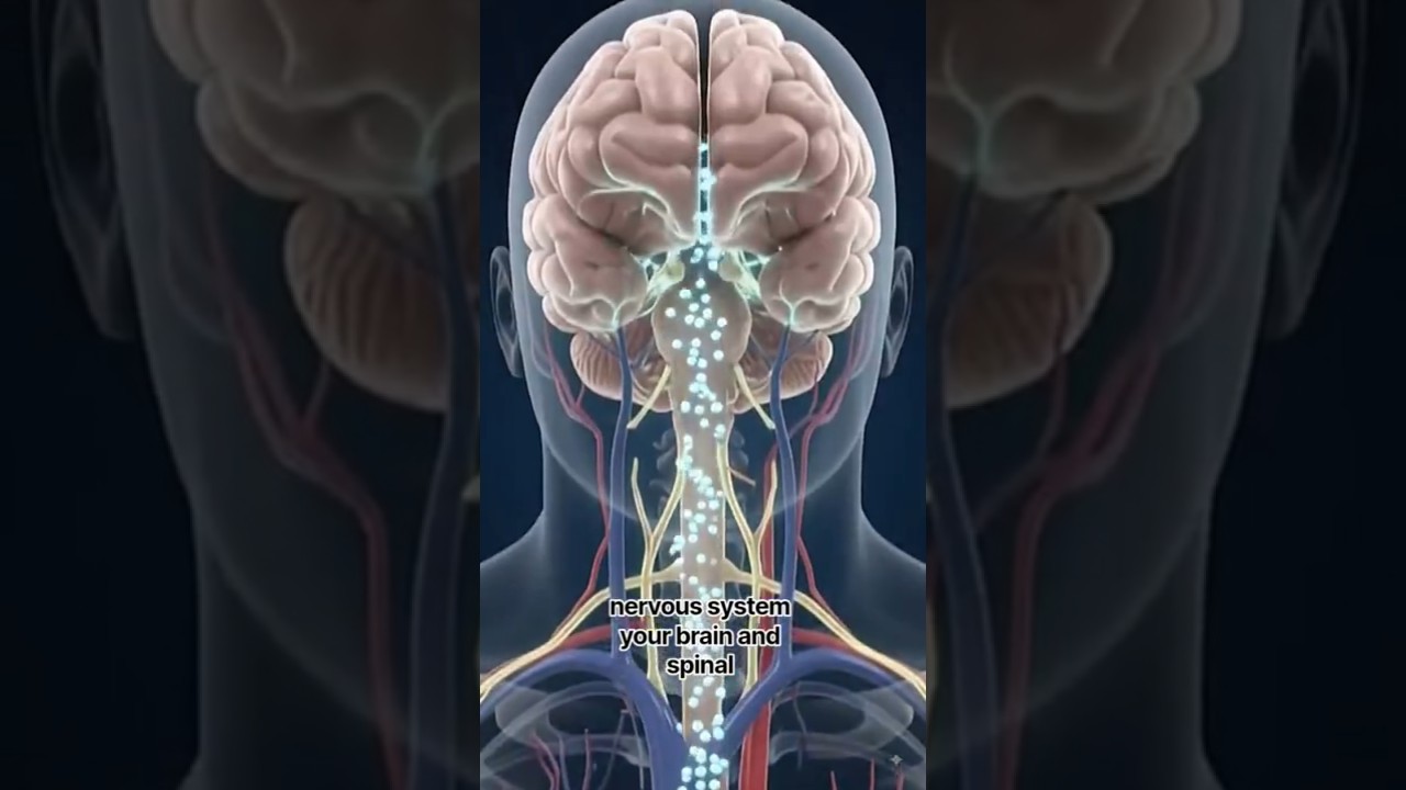 How Panadol Works in 30 Seconds | Paracetamol 3D Medical Animation #Shorts
