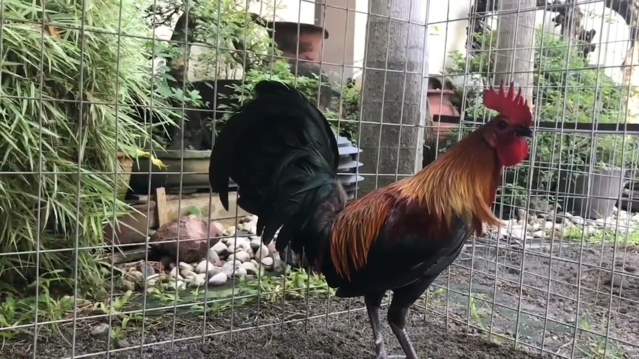JOEY SALANGSANG MELSIMS BLACK