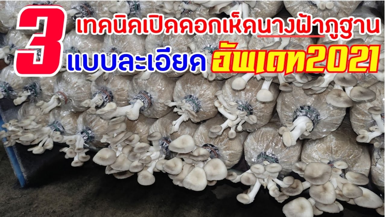 3เทคนิคการเปิดดอก #เห็ดนางฟ้า ให้ออกดอกดี (แบบละเอียด) อัพเดท2021