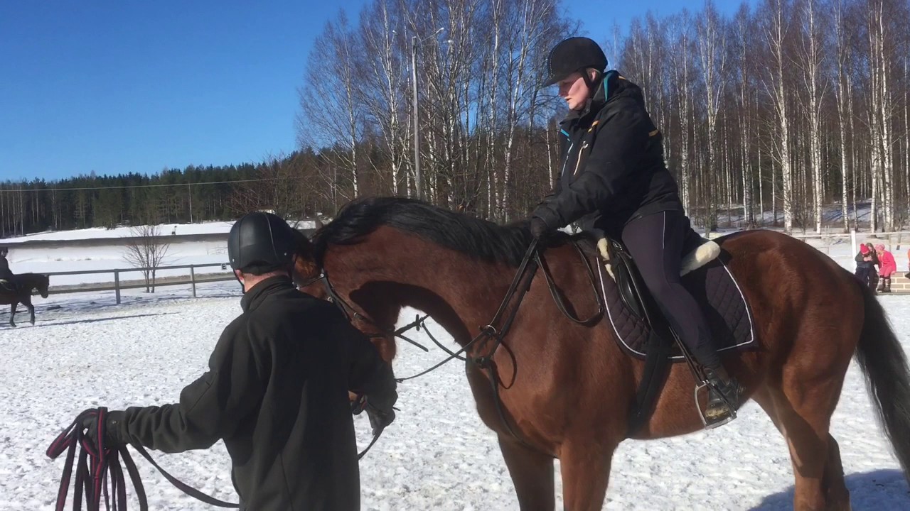 Hevosen koulutusta