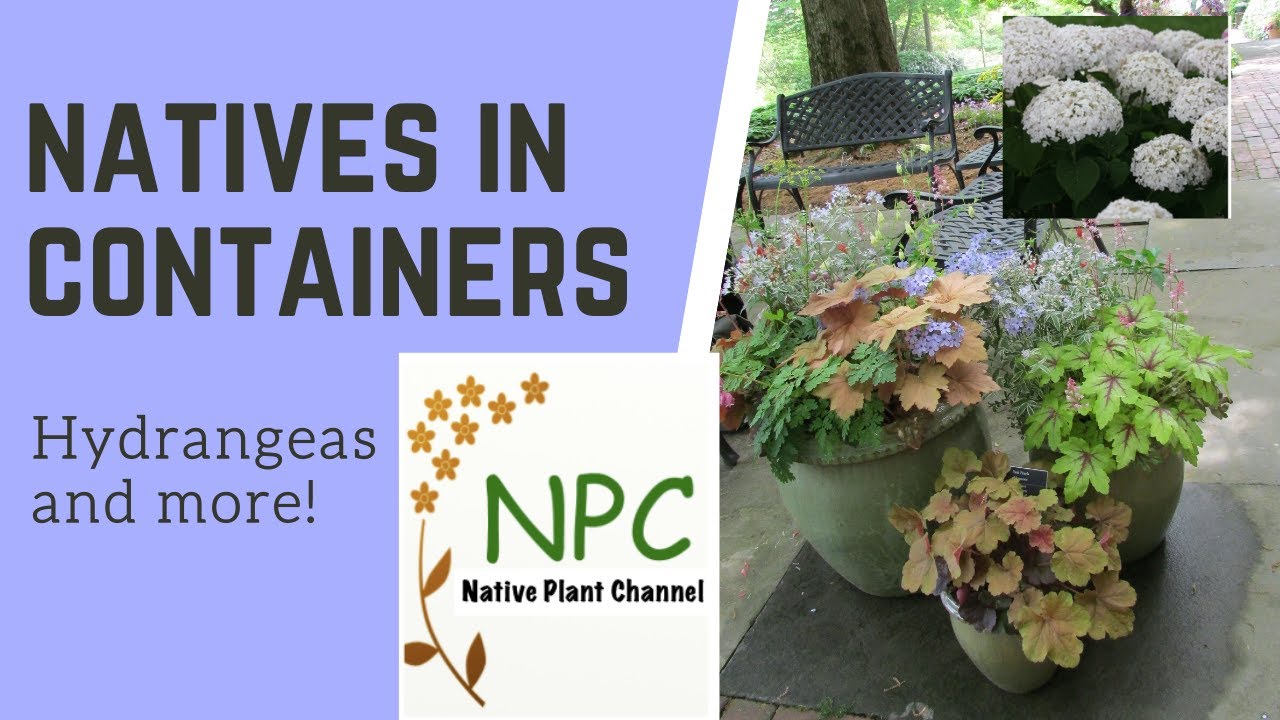 Awesome ideas for containers using native plants! #container gardening #native plants #hydrangeas