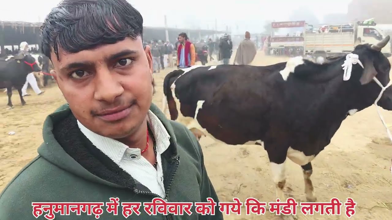 हनुमानगढ़ में हर रविवार को गये कि मंडी लगती है #cow #baffalo #cowgoat #bull #reel #animals 