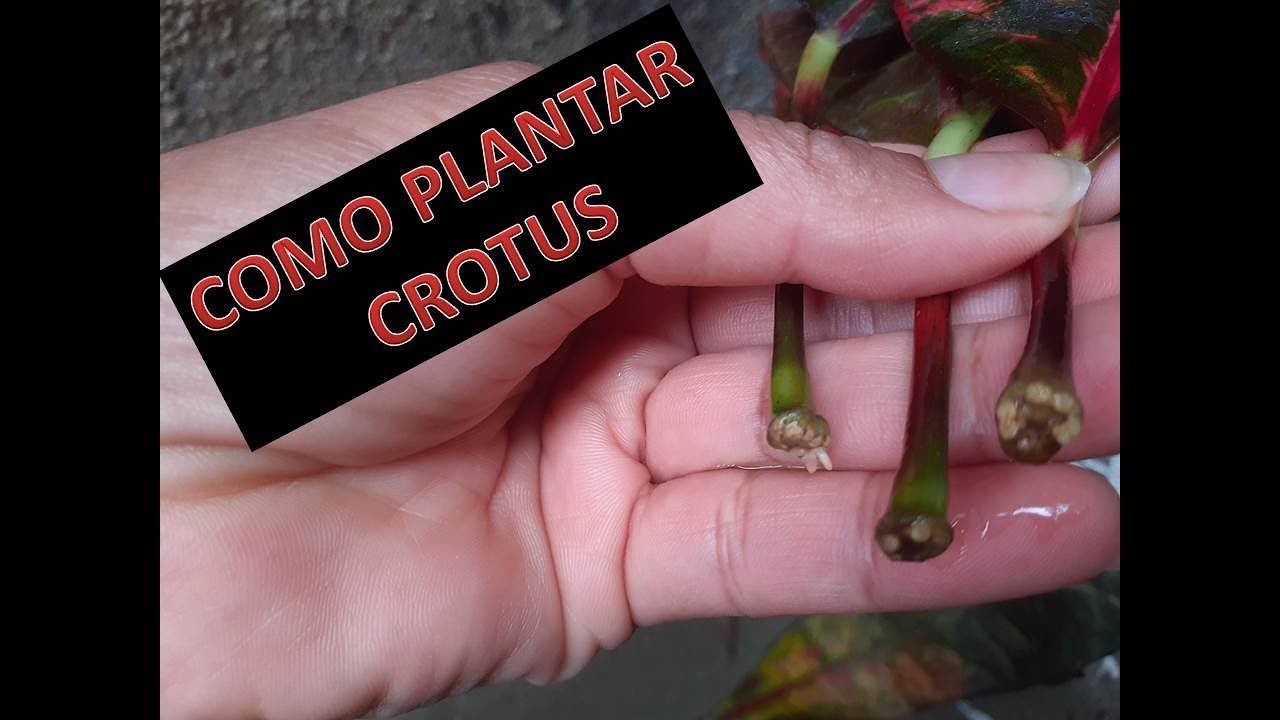 Как посадить CROTOS | CROTON на листы