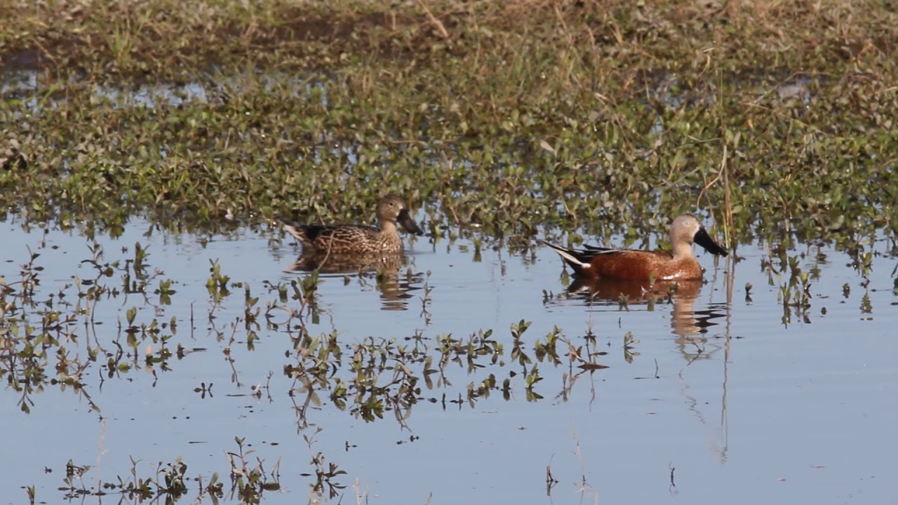 Casal de pato cuchara