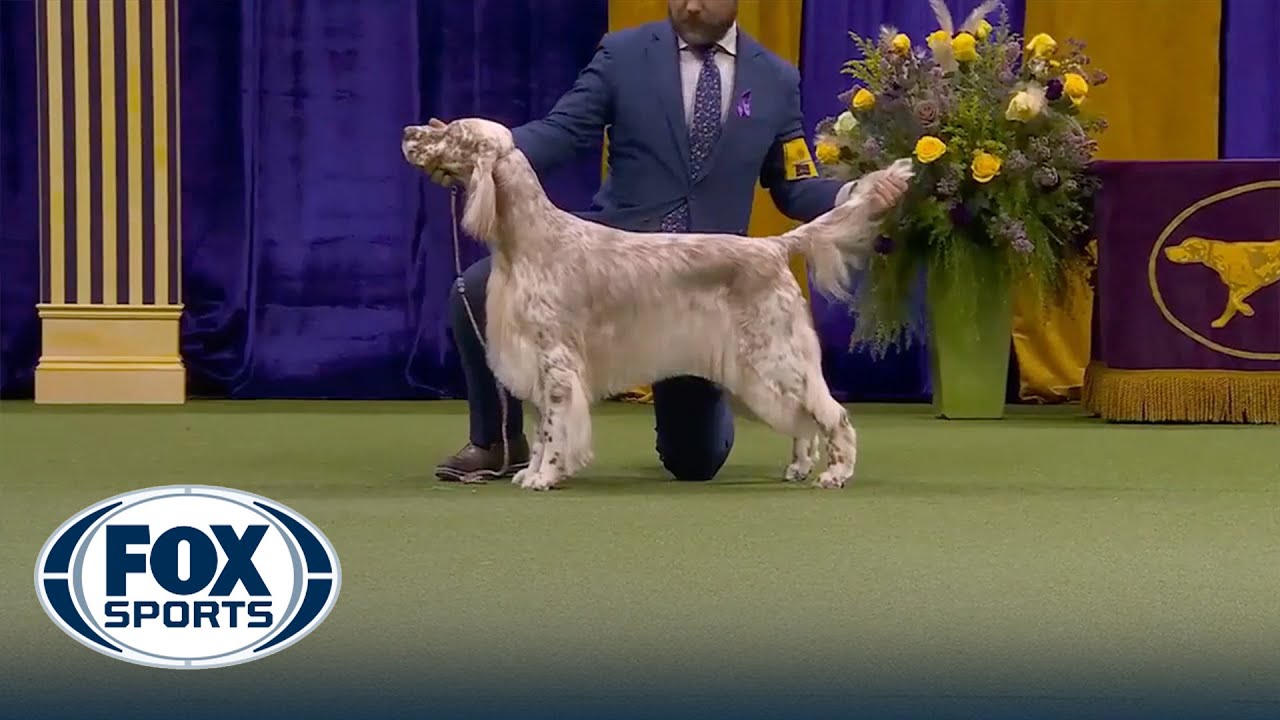 Cider the English Setter wins the WKC Sporting Group | Westminster Kennel Club