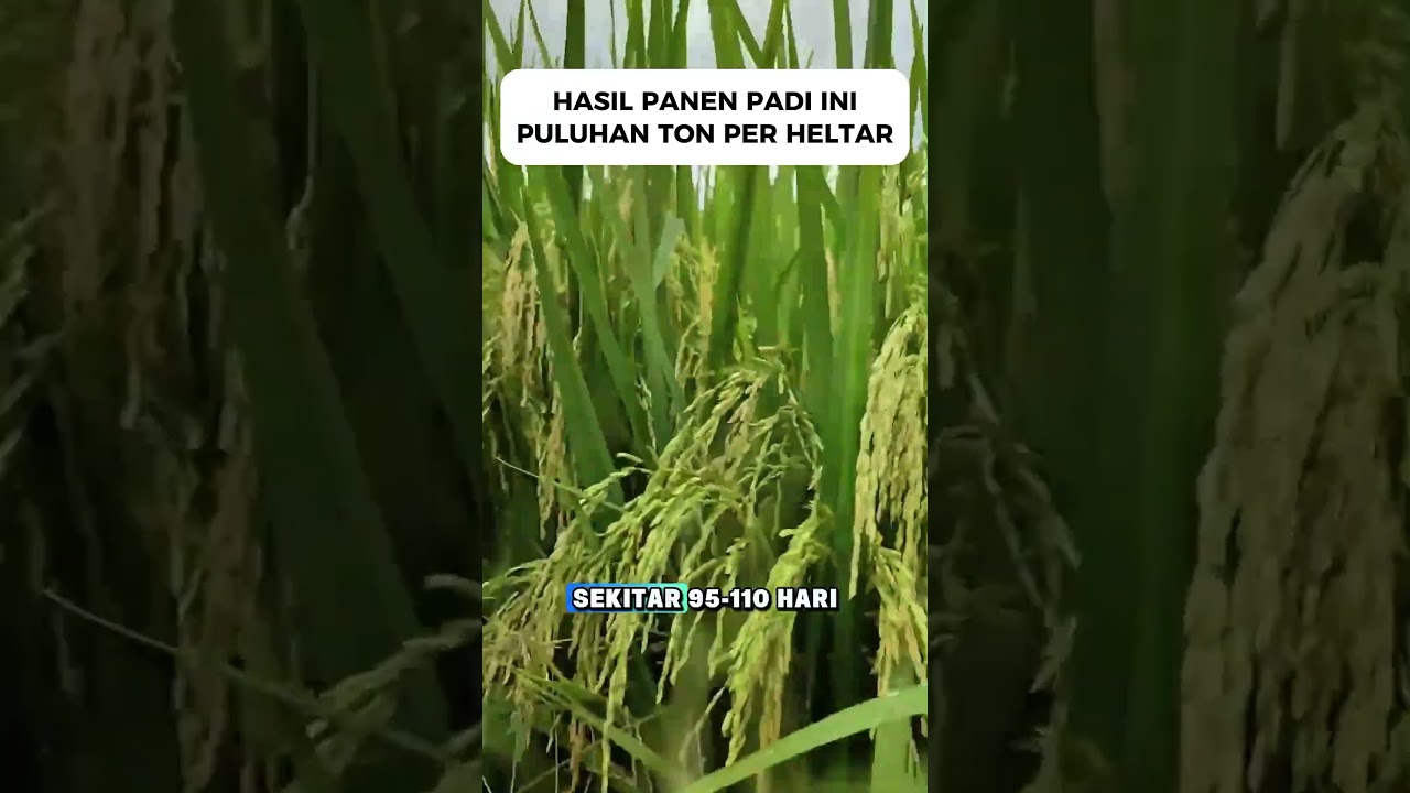 HASIL PANEN PADI INI BIKIN PETANI MELONGO #shorts