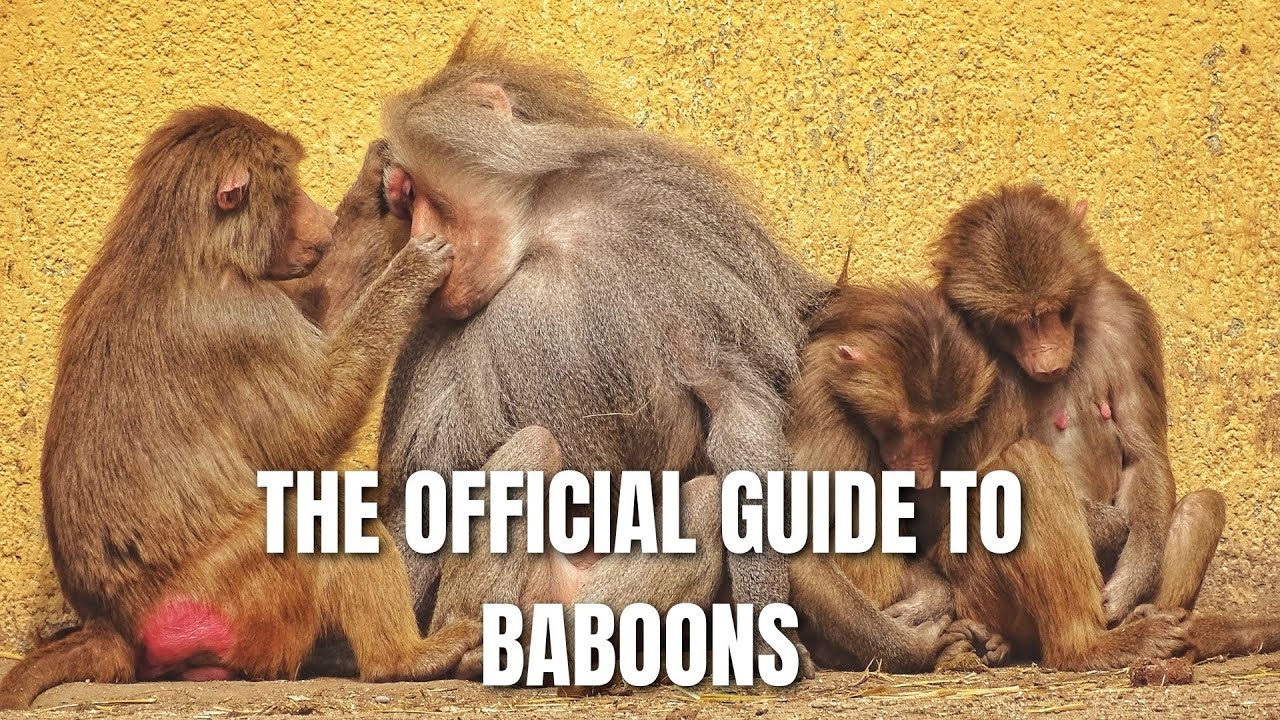 The Official Guide to Baboons