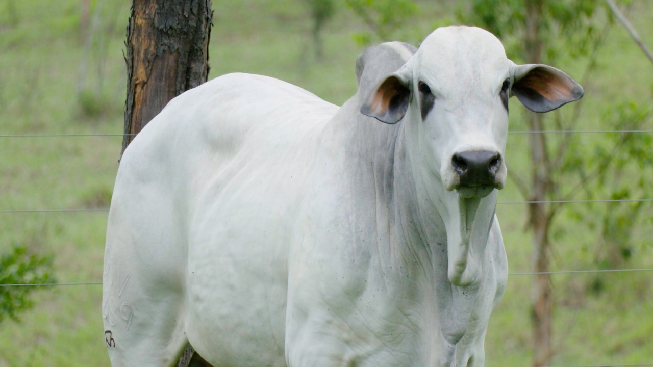 LOTE 60  GSV 5289