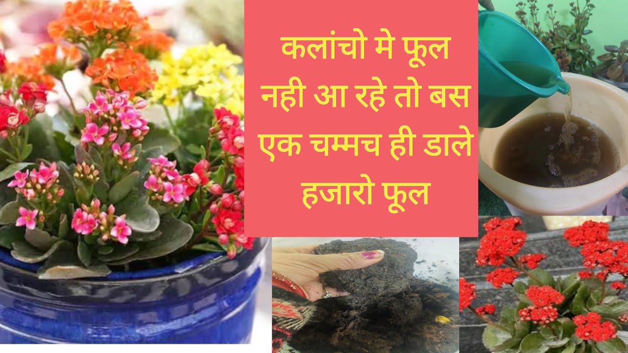 कलांचो मे फूल नही आ रहे तो ये शक्तिशाली fertilizer दे । magic fertilize for Kalanchoe care