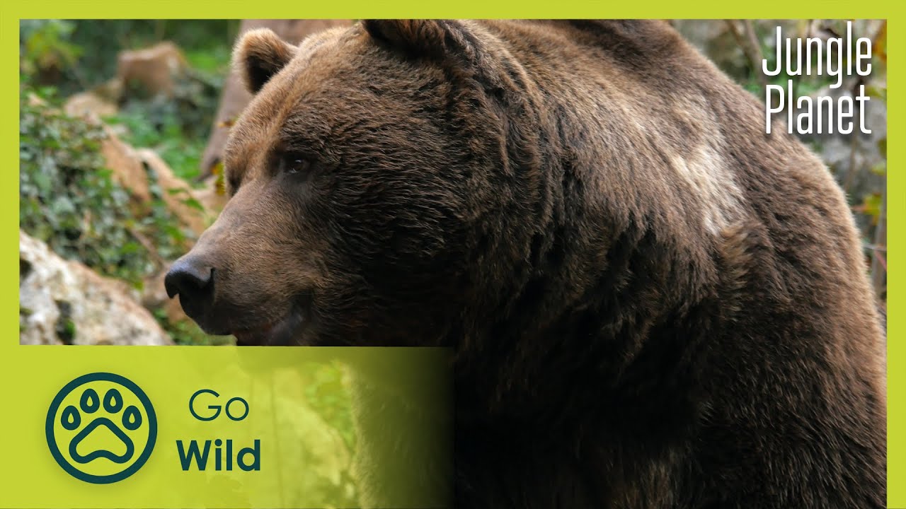 Ephemeral Jungles: Deciduous Forests | Jungle Planet 20/26 | Go Wild