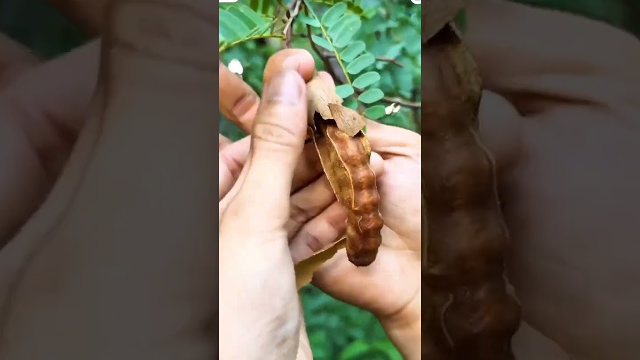 Easy technique for harvesting tamarind fruit #shorts