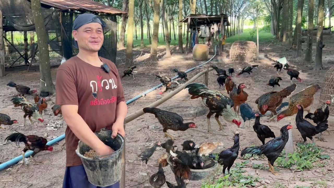 เลี้ยงไก่บ้านแบบบ้านๆ..สร้างรายได้เสริมเพิ่มรายรับทั้งปี พร้อมวิธีลดต้นทุน!!