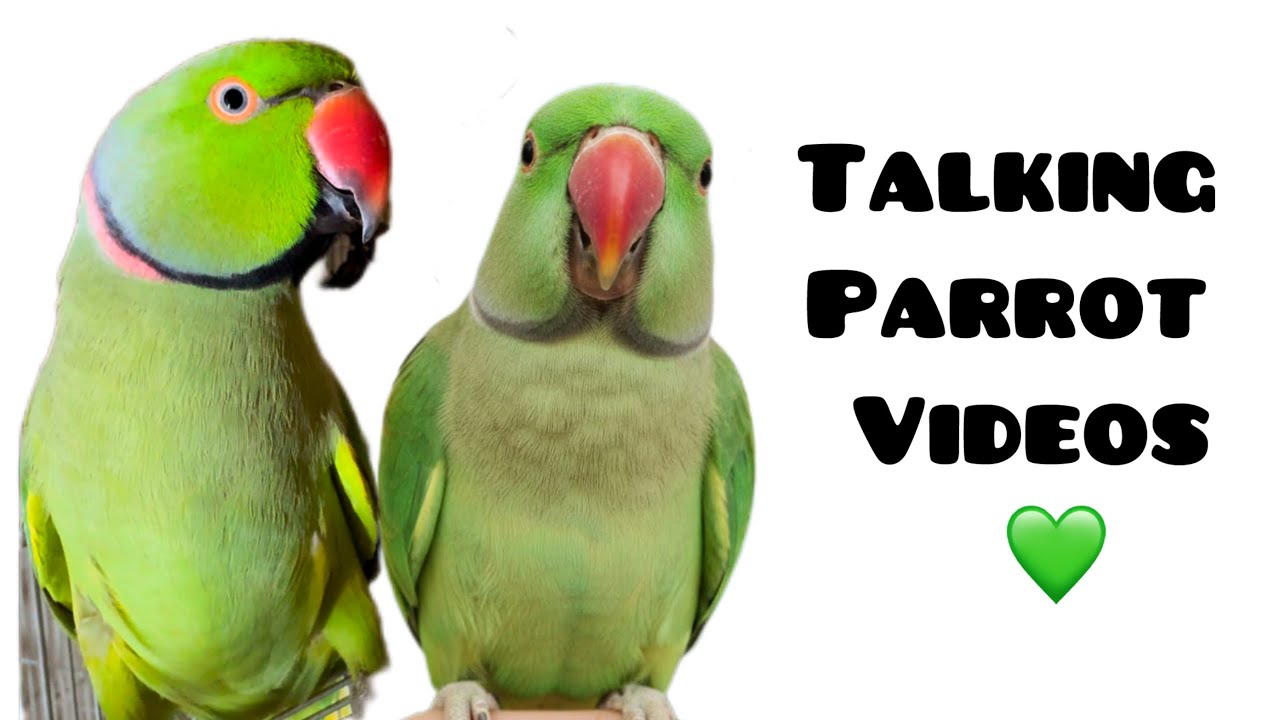 Happy Talking Parrot Videos Compilation || Indian Ringneck Parrots Talking #talkingparrotvideos