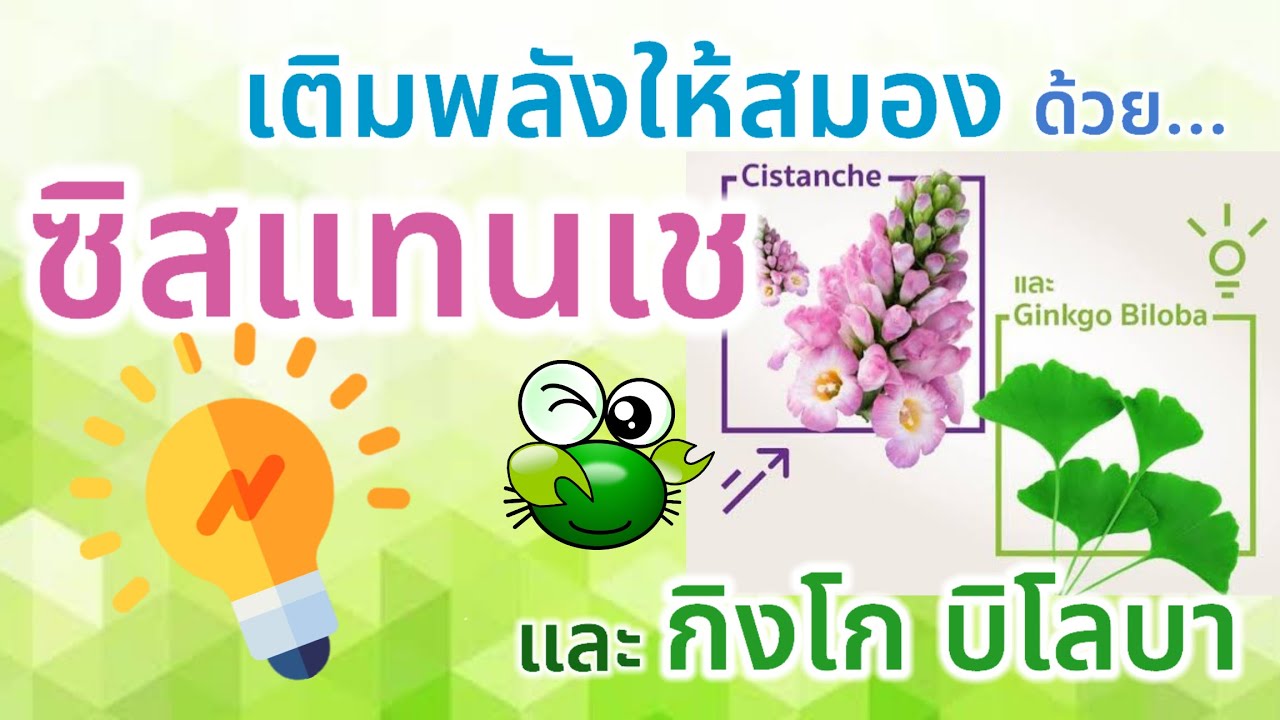 เติมพลังให้สมอง ด้วย  ซิสแทนเช และ กิงโก บิโลบา